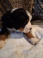 King, a male Bernese Mountain Dog for sale in Louisville, KY – Photo 2 of 6