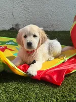 Chiara, a female Golden Retriever for sale in Doral, FL – 3 of 4