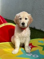 Chiara, a female Golden Retriever for sale in Doral, FL – 4 of 4