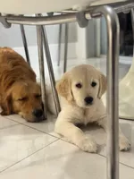 Chiara, a female Golden Retriever for sale in Doral, FL – 2 of 4