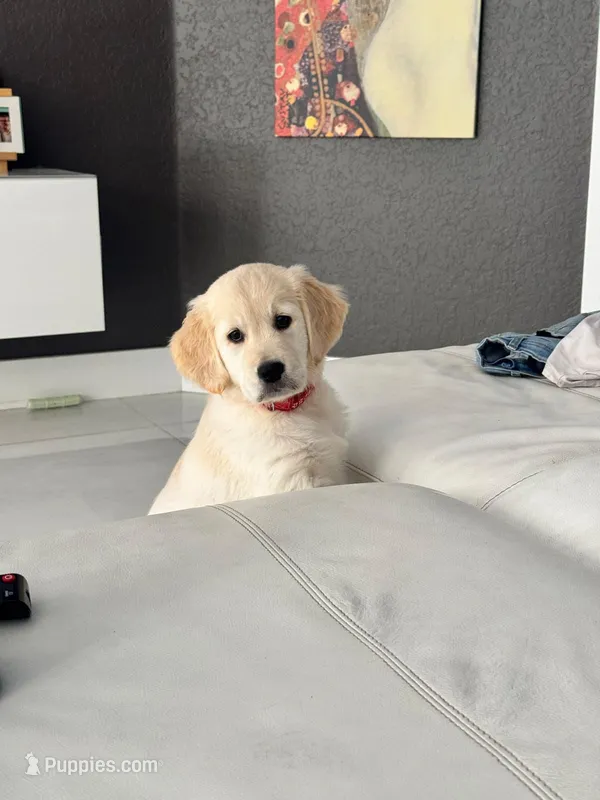 Chiara – Golden Retriever puppy for sale in Doral, FL