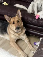 Precious, a female German Shepherd Dog for sale in Inverness Highlands North, FL – 5 of 6