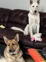Precious, a female German Shepherd Dog for sale in Inverness Highlands North, FL – 4 of 6