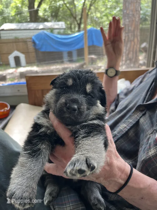 Precious – German Shepherd Dog puppy for sale in Inverness Highlands North, FL