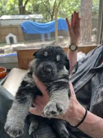 Precious, a female German Shepherd Dog for sale in Inverness Highlands North, FL – 1 of 6