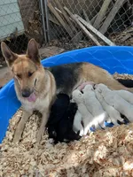 Precious, a female German Shepherd Dog for sale in Inverness Highlands North, FL – 6 of 6
