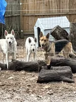 Precious, a female German Shepherd Dog for sale in Inverness Highlands North, FL – 2 of 6