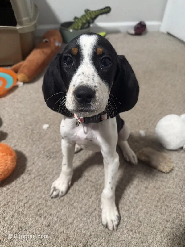 Bagel – Beagle, Bluetick Coonhound puppy for sale in Powdersville, SC
