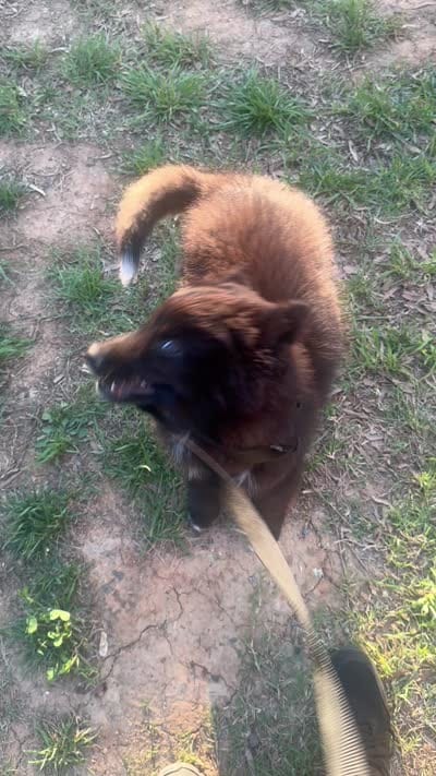 Conquest, a male Siberian Husky for sale in Greensboro, NC – 4 of 4