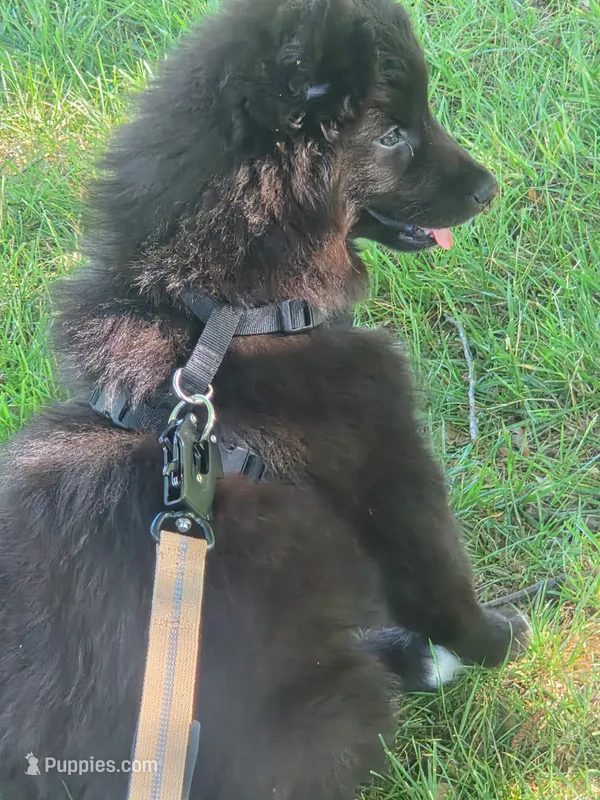 Conquest – Siberian Husky puppy for sale in Greensboro, NC