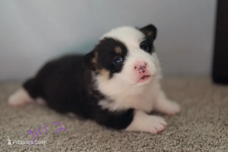 Girl 2 – Pembroke Welsh Corgi puppy for sale in Vanzant, MO