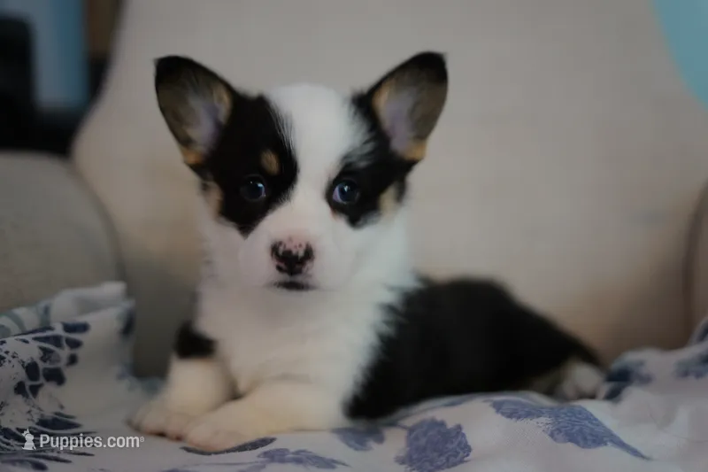 AKC Girl 2 – Pembroke Welsh Corgi puppy for sale in Vanzant, MO