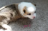 Girl 1, a female Pembroke Welsh Corgi for sale in Vanzant, MO – 2 of 4