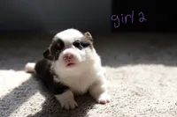 Girl 2, a female Pembroke Welsh Corgi for sale in Vanzant, MO – 5 of 5