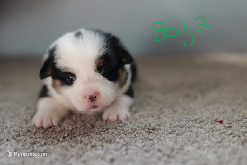 Boy 2 – Pembroke Welsh Corgi puppy for sale in Vanzant, MO