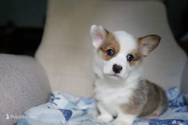 AKC Boy 1 – Pembroke Welsh Corgi puppy for sale in Vanzant, MO