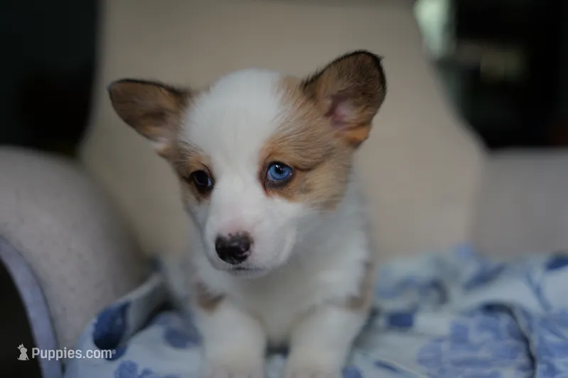 AKC Girl 1 – Pembroke Welsh Corgi puppy for sale in Vanzant, MO