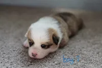 Boy 1, a male Pembroke Welsh Corgi for sale in Vanzant, MO – 2 of 5