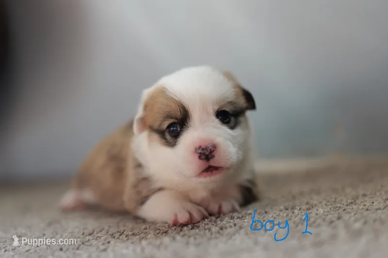 Boy 1 – Pembroke Welsh Corgi puppy for sale in Vanzant, MO