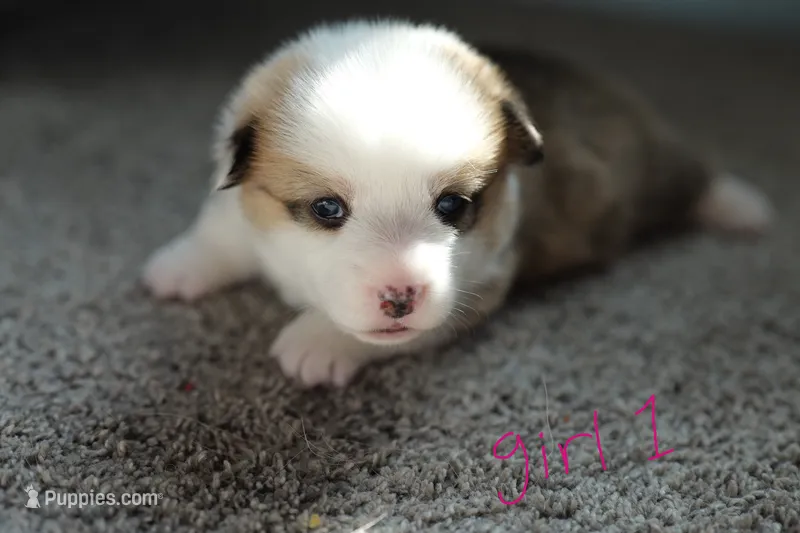 Girl 1 – Pembroke Welsh Corgi puppy for sale in Vanzant, MO