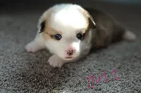 Girl 1, a female Pembroke Welsh Corgi for sale in Vanzant, MO – 1 of 4