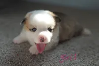 Girl 1, a female Pembroke Welsh Corgi for sale in Vanzant, MO – 4 of 4
