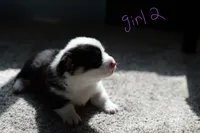 Girl 2, a female Pembroke Welsh Corgi for sale in Vanzant, MO – 4 of 5