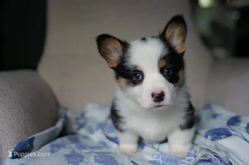 AKC Boy 2 – Pembroke Welsh Corgi puppy for sale in Vanzant, MO