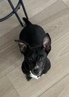 Annie, a female Teddy Roosevelt Terrier for sale in Summerville, SC – Photo 2 of 5