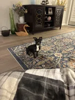 Annie, a female Teddy Roosevelt Terrier for sale in Summerville, SC – Photo 4 of 5