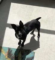 Annie, a female Teddy Roosevelt Terrier for sale in Summerville, SC – Photo 3 of 5