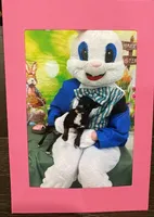 Annie, a female Teddy Roosevelt Terrier for sale in Summerville, SC – Photo 5 of 5