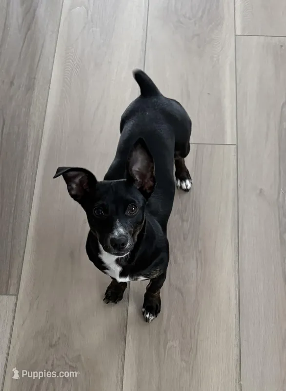 Annie – Teddy Roosevelt Terrier puppy for sale in Summerville, SC