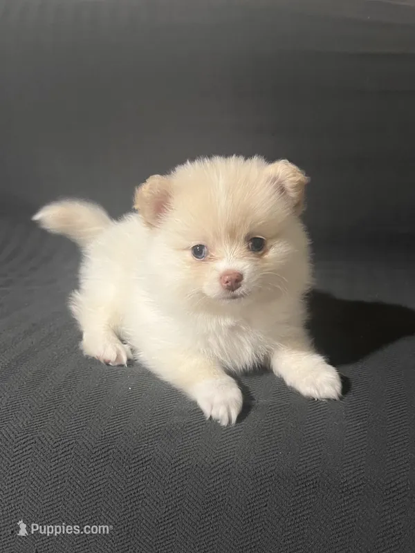 Female Pomeranian 2 – Pomeranian puppy for sale in Schenectady, NY