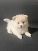 Female Pomeranian 2, a female Pomeranian for sale in Schenectady, NY – Photo 1 of 8