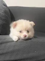 Female Pomeranian 2, a female Pomeranian for sale in Schenectady, NY – Photo 2 of 8