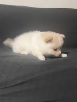 Female Pomeranian 2, a female Pomeranian for sale in Schenectady, NY – Photo 6 of 8