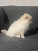 Female Pomeranian 2, a female Pomeranian for sale in Schenectady, NY – Photo 8 of 8