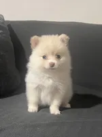 Female Pomeranian 2, a female Pomeranian for sale in Schenectady, NY – Photo 4 of 8