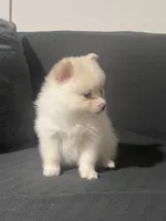 Female Pomeranian 2, a female Pomeranian for sale in Schenectady, NY – Photo 5 of 8