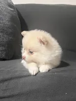 Female Pomeranian 2, a female Pomeranian for sale in Schenectady, NY – Photo 3 of 8