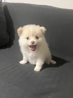 Female Pomeranian 2, a female Pomeranian for sale in Schenectady, NY – Photo 7 of 8