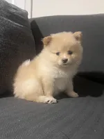 Male Pomeranian 3, a male Pomeranian for sale in Schenectady, NY – Photo 2 of 8