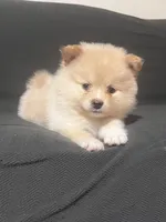 Male Pomeranian 3, a male Pomeranian for sale in Schenectady, NY – Photo 8 of 8