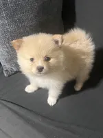 Male Pomeranian 3, a male Pomeranian for sale in Schenectady, NY – Photo 5 of 8