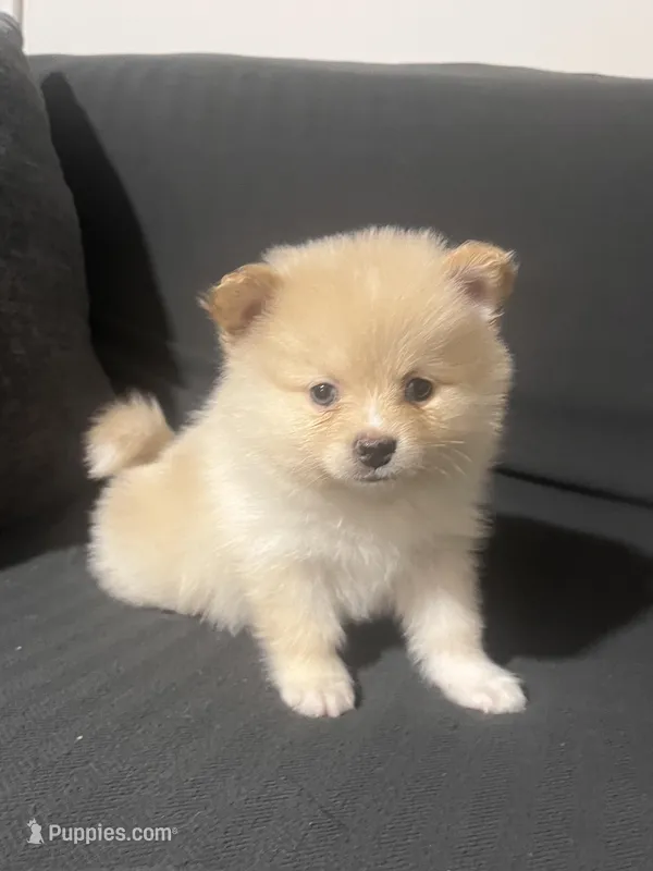 Male Pomeranian 3 – Pomeranian puppy for sale in Schenectady, NY