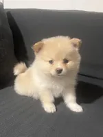 Male Pomeranian 3, a male Pomeranian for sale in Schenectady, NY – Photo 1 of 8