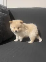 Male Pomeranian 3, a male Pomeranian for sale in Schenectady, NY – Photo 4 of 8