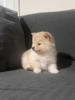 Male Pomeranian 3, a male Pomeranian for sale in Schenectady, NY – Photo 7 of 8