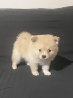 Male Pomeranian 3, a male Pomeranian for sale in Schenectady, NY – Photo 6 of 8